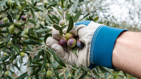 Close-up of the hands wearing gardening gloves of an adult farmer manually harvesting ripe olives in autumn. Traditional agriculture in Sardinia.の写真素材