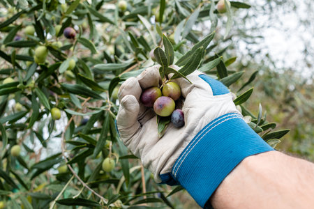 Close-up of the hands wearing gardening gloves of an adult farmer manually harvesting ripe olives in autumn. Traditional agriculture in Sardinia.の写真素材