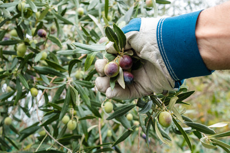 Close-up of the hands wearing gardening gloves of an adult farmer manually harvesting ripe olives in autumn. Traditional agriculture in Sardinia.の写真素材