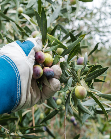 Close-up of the hands wearing gardening gloves of an adult farmer manually harvesting ripe olives in autumn. Traditional agriculture in Sardinia.の写真素材