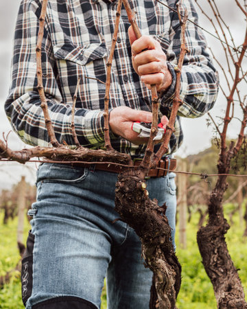 Close-up of the hands of the winemaker pruning the vineyard with professional steel scissors. Traditional agriculture. Winter pruning, Guyot method.の写真素材