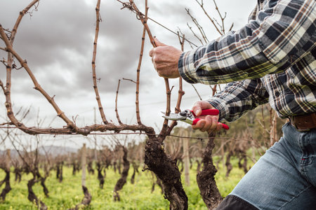 Close-up of the hands of the winemaker pruning the vineyard with professional steel scissors. Traditional agriculture. Winter pruning, Guyot method.の写真素材
