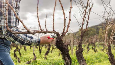Close-up of the hands of the winemaker pruning the vineyard with professional steel scissors....