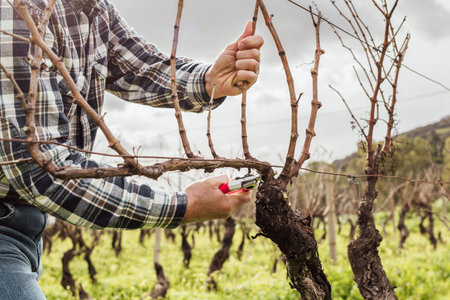 Close-up of the hands of the winemaker pruning the vineyard with professional steel scissors....