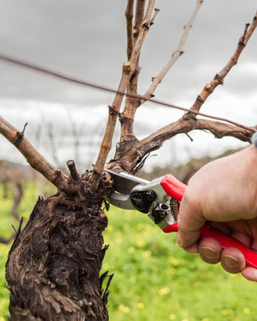 Close-up of the hands of the winemaker pruning the vineyard with professional steel scissors....
