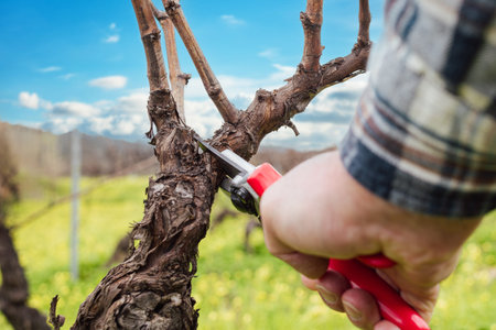 Close-up of the hands of the winemaker pruning the vineyard with professional steel scissors....