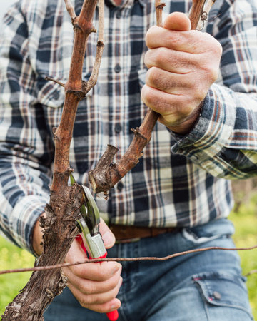 Close-up of the hands of the winemaker pruning the vineyard with professional steel scissors....