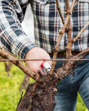 Close-up of the hands of the winemaker pruning the vineyard with professional steel scissors....