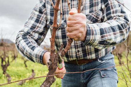 Close-up of the hands of the winemaker pruning the vineyard with professional steel scissors....