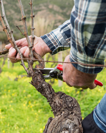 Close-up of the hands of the winemaker pruning the vineyard with professional steel scissors....