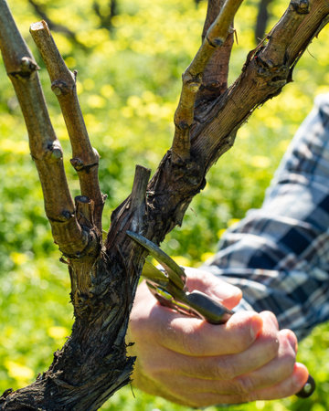 Close-up of the hands of the winemaker pruning the vineyard with old scissors. Traditional...