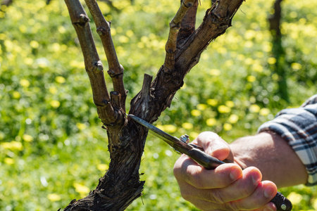 Close-up of the hands of the winemaker pruning the vineyard with old scissors. Traditional...