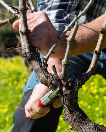 Close-up of the hands of the winemaker pruning the vineyard with professional steel scissors. Traditional agriculture. Winter pruning, Guyot method.の写真素材