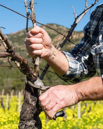Close-up of the hands of the winemaker pruning the vineyard with old scissors. Traditional...