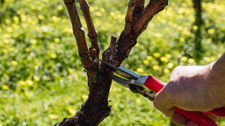Close-up of the hands of the winemaker pruning the vineyard with professional steel scissors....