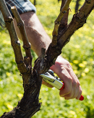 Close-up of the hands of the person pruning the vineyard with professional steel scissors....