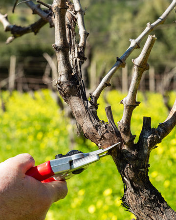 Close-up of the hands of the winemaker pruning the vineyard with professional steel scissors....
