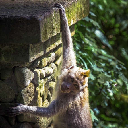 Baby monkey climbing on temple stone in Ubud forest, Indonesia, Bali