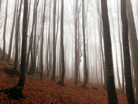 Vertical tree shadows in autumn mystery foggy mountain forest, Italyの写真素材