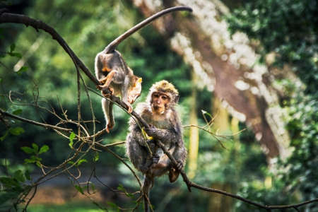 Monkey on tree branches in Ubud tropical forest, Indonesia, Baliの写真素材