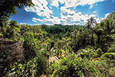Bali Rice terrace panorama in Ubud, South Asia, Indonesiaの写真素材