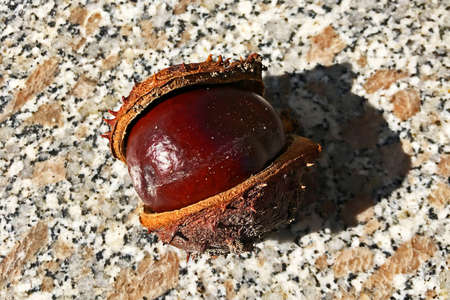 Isolated autumn chestnutの写真素材