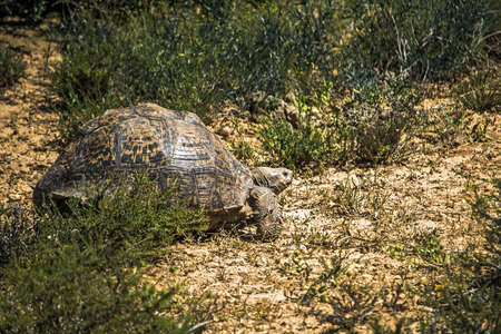 Rare view of a big African spurred tortoise (Centrochelys sulcata) standing in the middle of savannah bush during a safari in Addo National Park, South Africaの写真素材