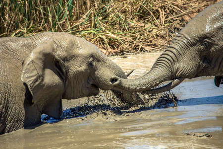 Rare view of two african huge baby elephant (Loxodonta Africana) taking a mud bath and playing each...