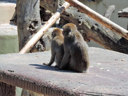 monkeys