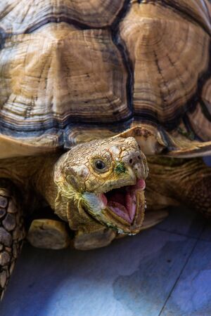 Close-up of a tortoise looking ferocious with the beak wide openの写真素材