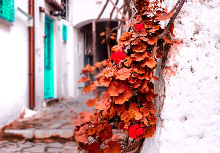 characteristic view with flowers in an alley in Sperlongaの写真素材