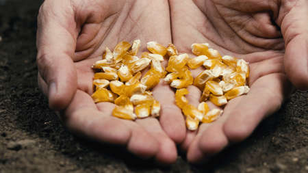 close up of hand with corn seedの写真素材