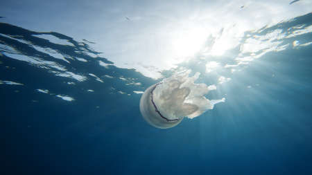 Sea Lung Jellyfish swim underwater in the oceanの写真素材