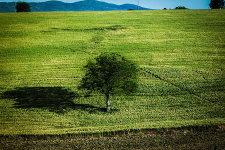 tree in the middle of a campの写真素材