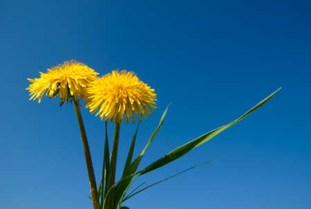 Dandelionの写真素材