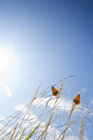 Loversの写真素材