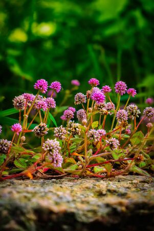 Flowers on a macro photo