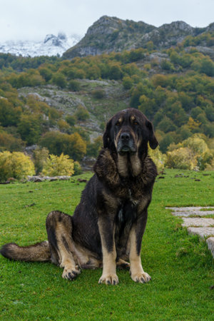 Shepherd dog in Picos de Europaの写真素材