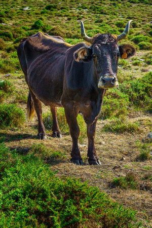 Curious cow in the mountains of Baiona, Galiciaの写真素材