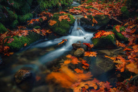 Autumn color leaves by the river in Muinos do Tripes, Galicia, Spain