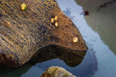 Pond at the beach at low tideの写真素材