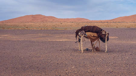 Berber life in Merzouga, Sahara desert, Moroccoの写真素材