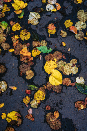 Leaves on the floor in autumn, Pragueの写真素材