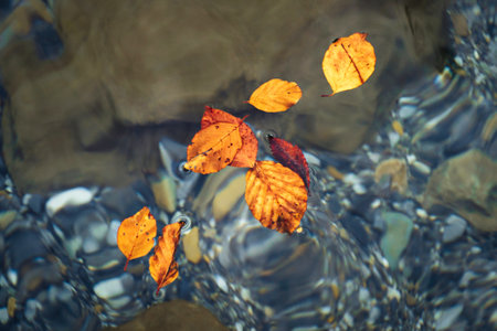 Leaves in the river in Ordesa National Park, Spainの写真素材