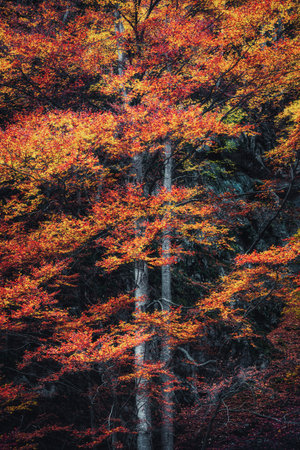 Trees in Ordesa National Park, Spainの写真素材