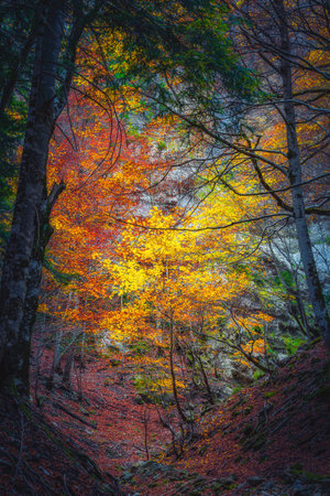 Trees in Ordesa National Park, Spainの写真素材