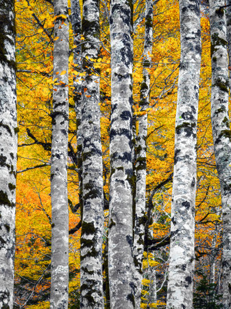 Trees in Ordesa National Parkの写真素材