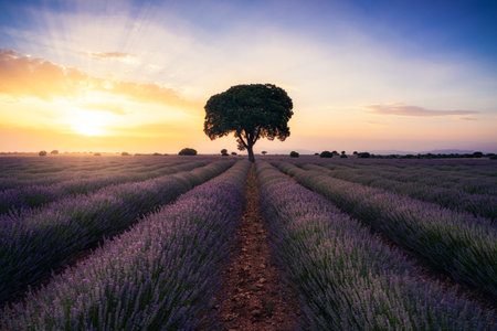 Lavender fields at sunset in Guadalajara, Spainの写真素材