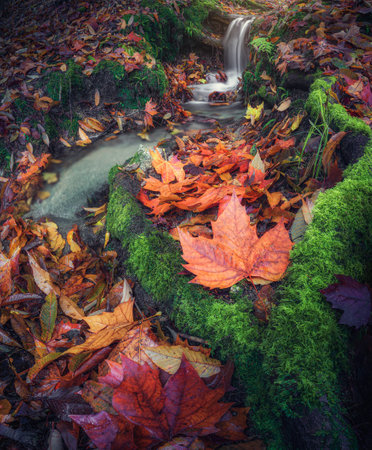 Autumn leaves on the ground and a small waterfall in the backgroundの写真素材