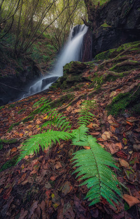 Waterfall in the forest with ferns and fallen leaves.の写真素材